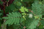 Illinois bundleflower